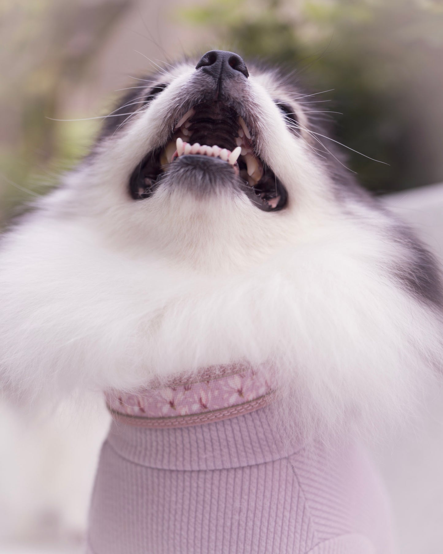 Nova Collar in Mauve