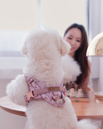 White dog wearing a pink harness sitting on a table with a blurred person in the background.
