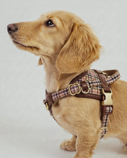 Sorella Harness in Saddlewood 2.0