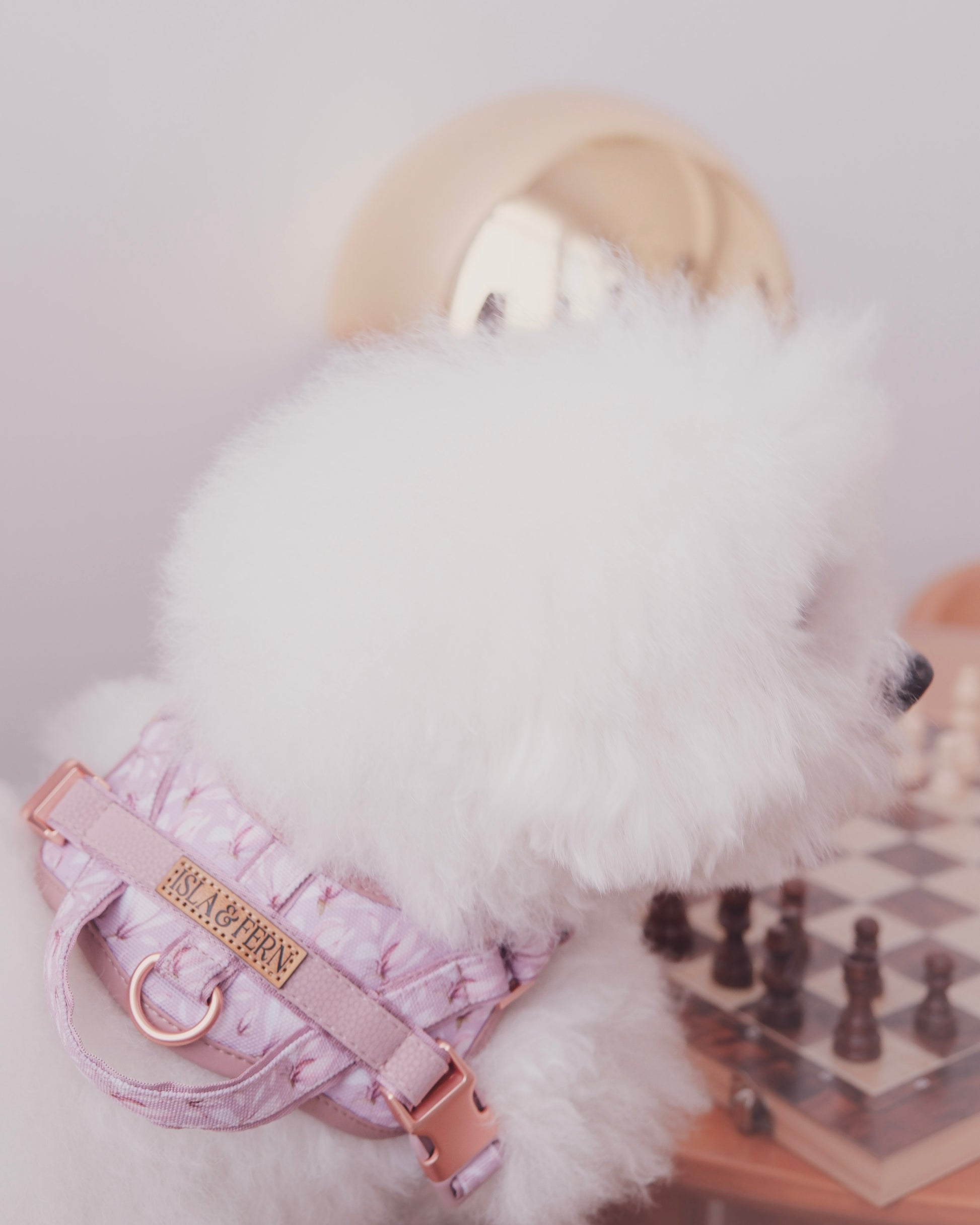 White dog wearing a pink harness with gold accents on a light background