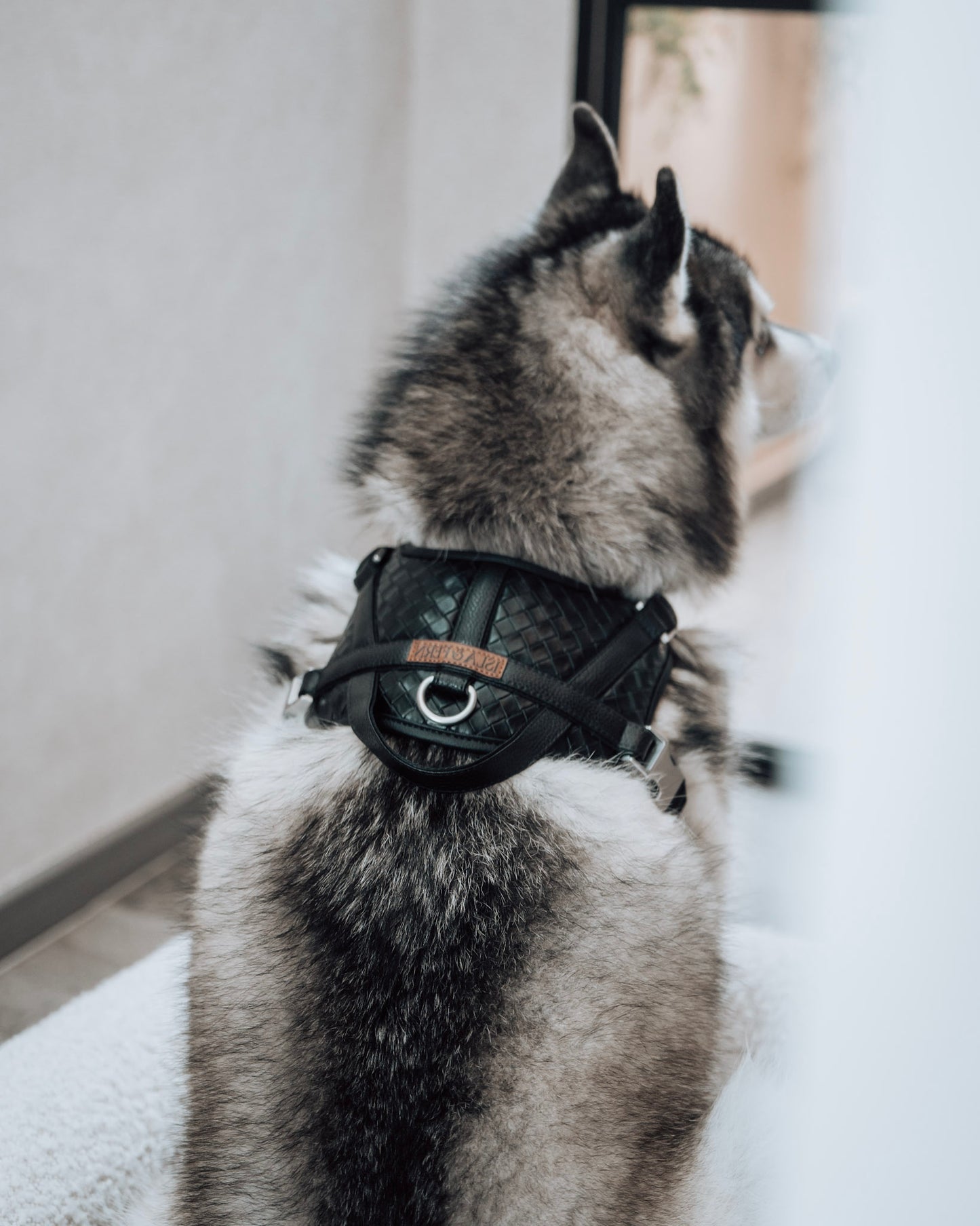 Sorella Harness in Stealth