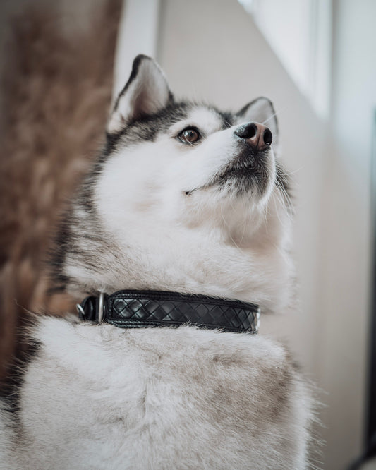 Nova Collar in Stealth