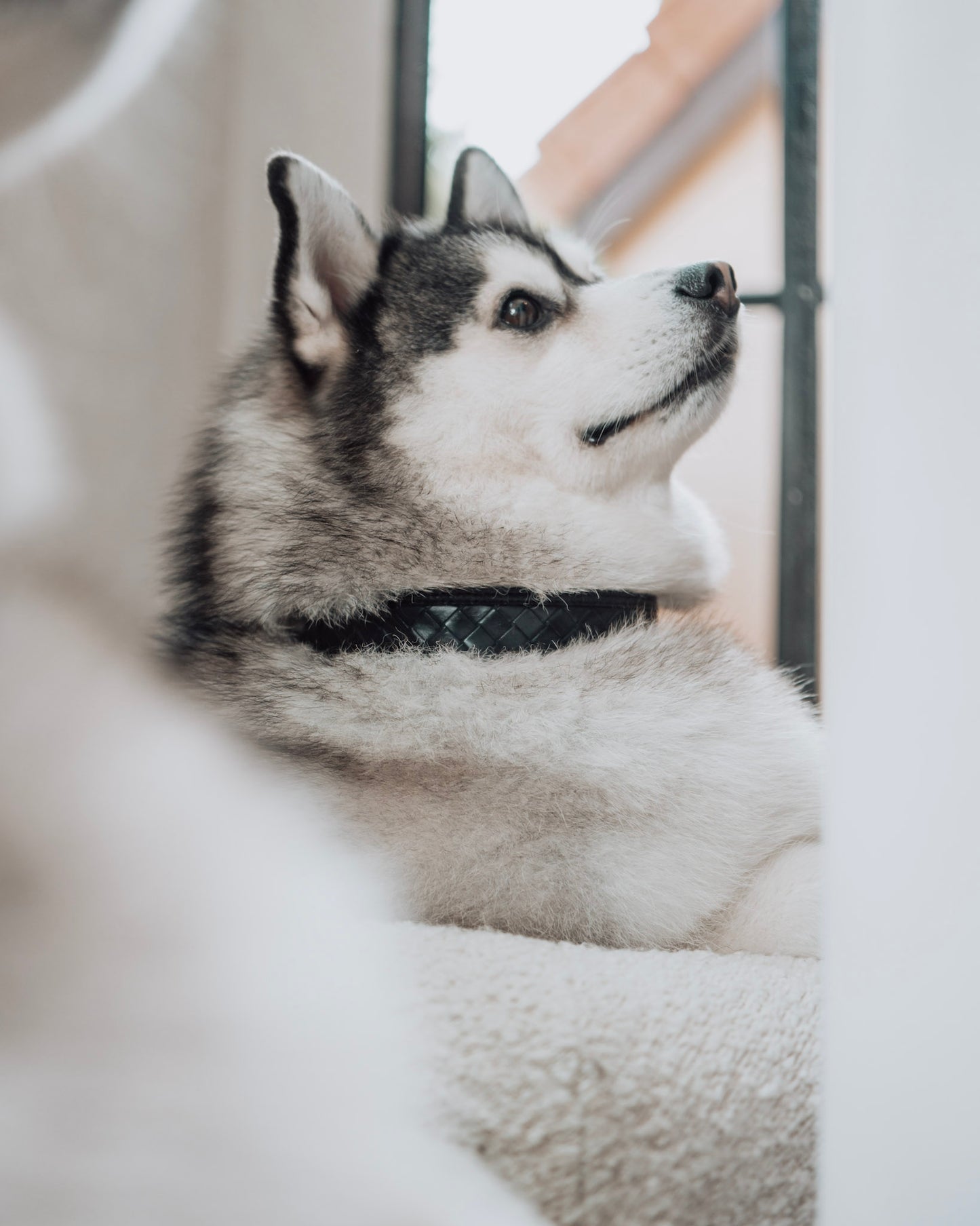 Nova Collar in Stealth