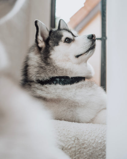 Nova Collar in Stealth