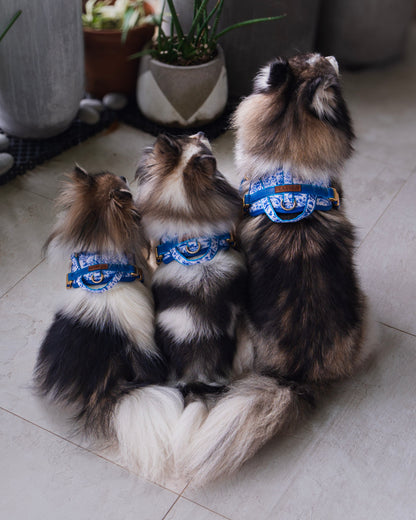 Sorella Harness in Porcelain