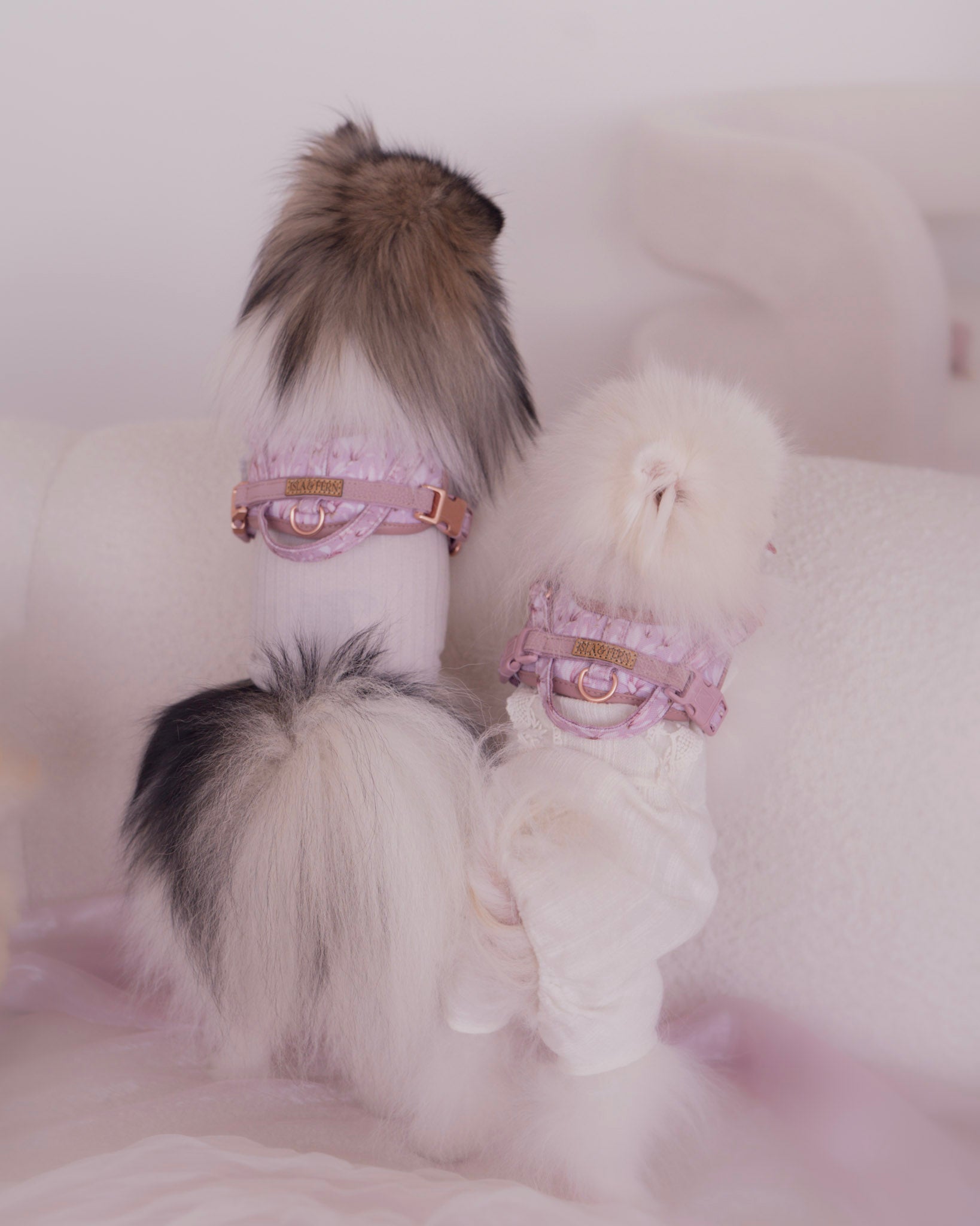 Two small dogs wearing pink harnesses on a white background