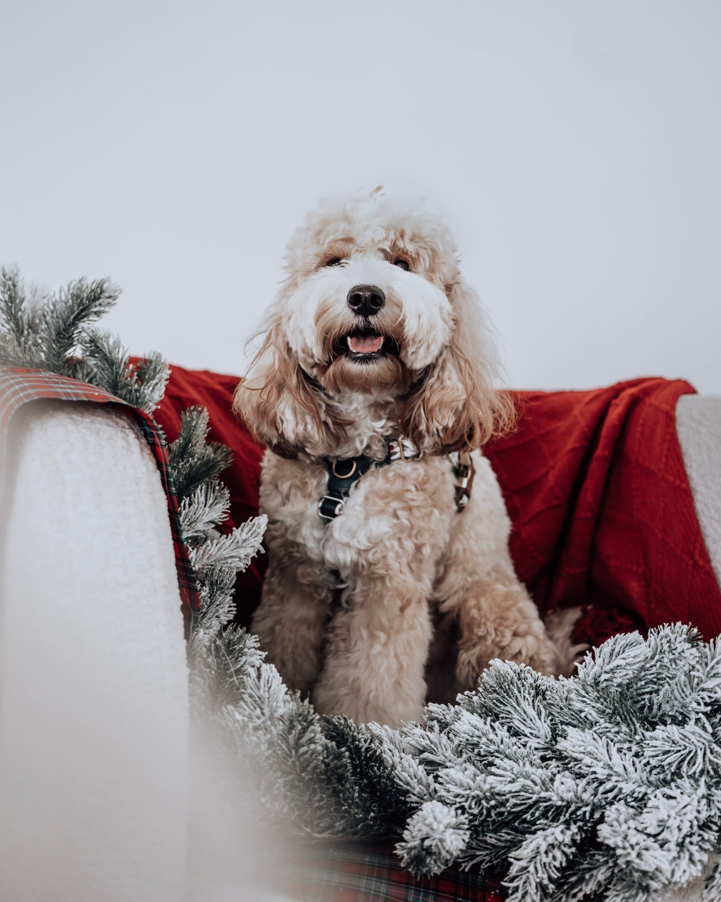 Sorella Harness in Vintage Christmas