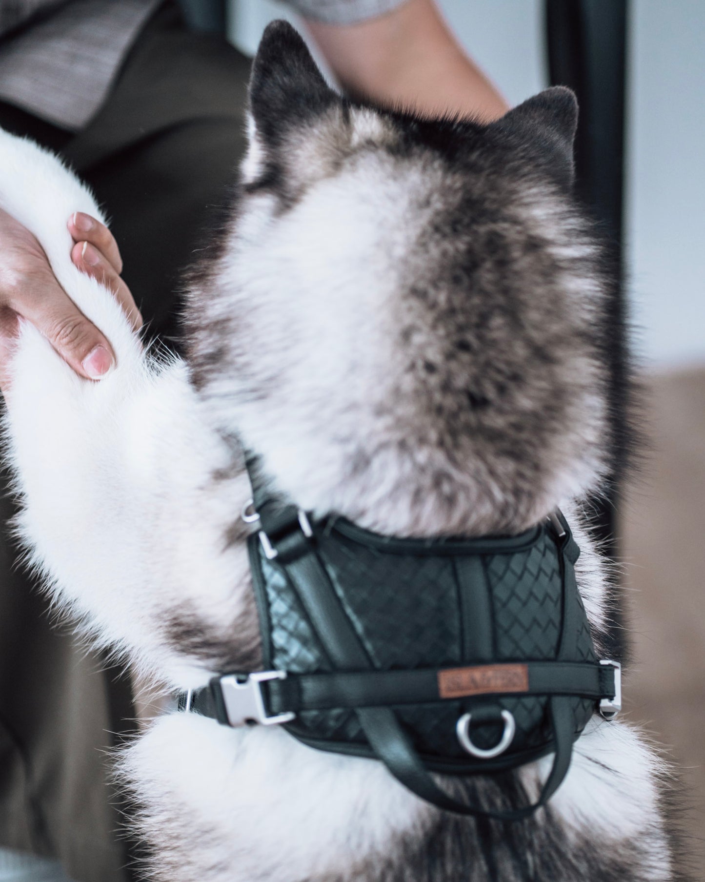 Sorella Harness in Stealth