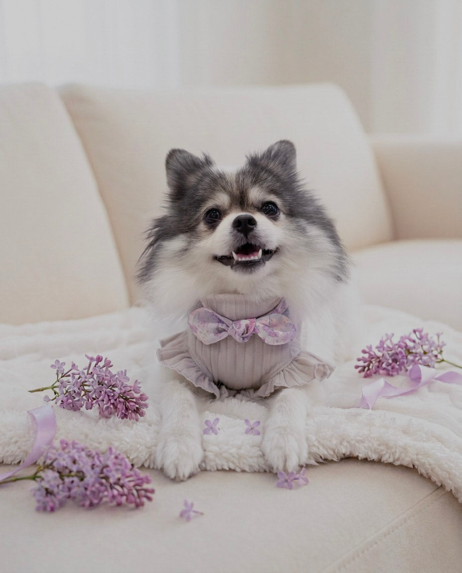 A fluffy gray and white dog sits on a cream sofa draped with a white blanket, wearing a pale lavender ruffled dress with a bow. Purple flower sprigs are scattered around it.