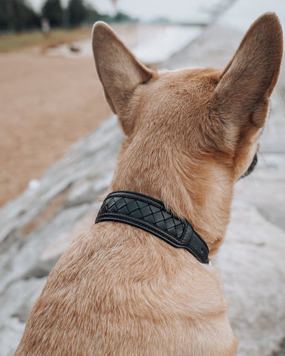 Nova Collar in Stealth