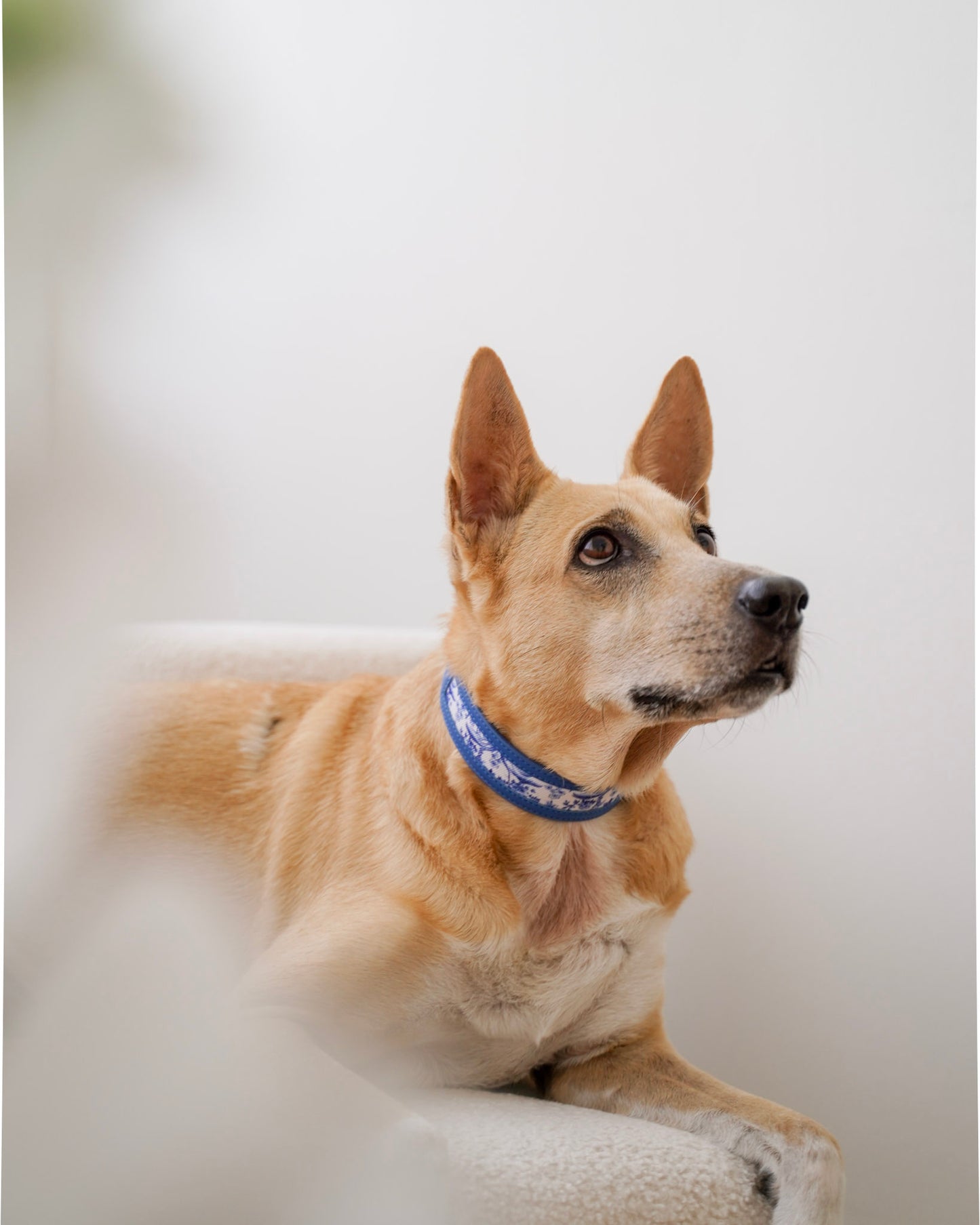 Nova Collar in Porcelain