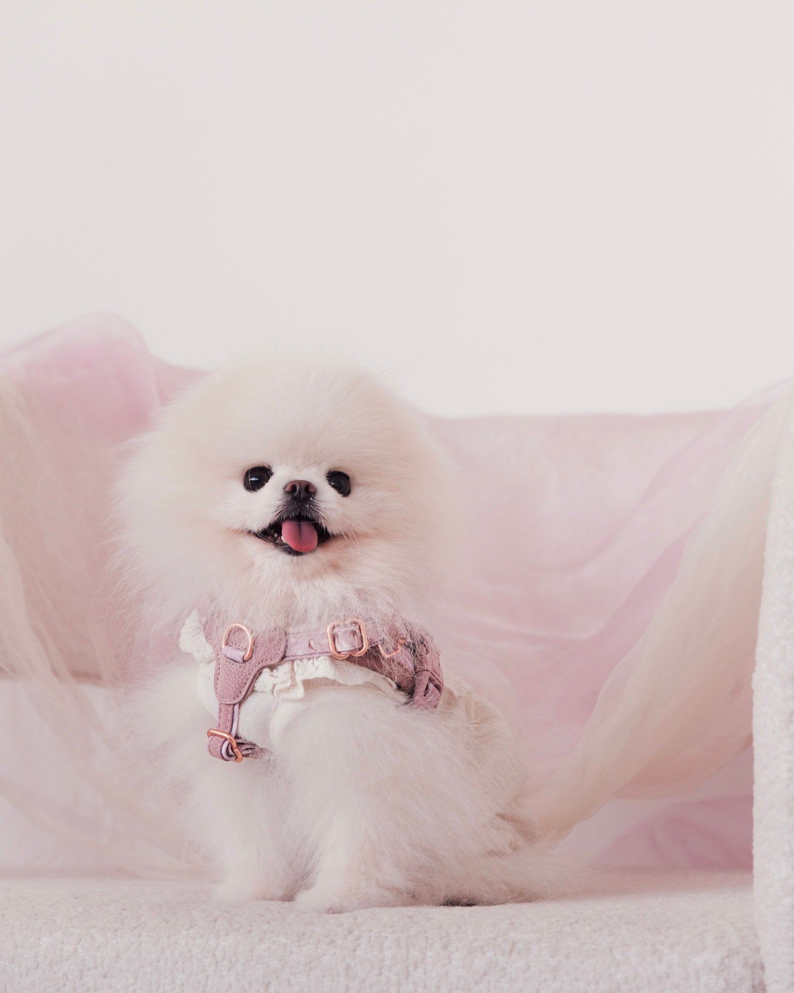 Small white dog wearing a pink outfit sitting on a pink couch.