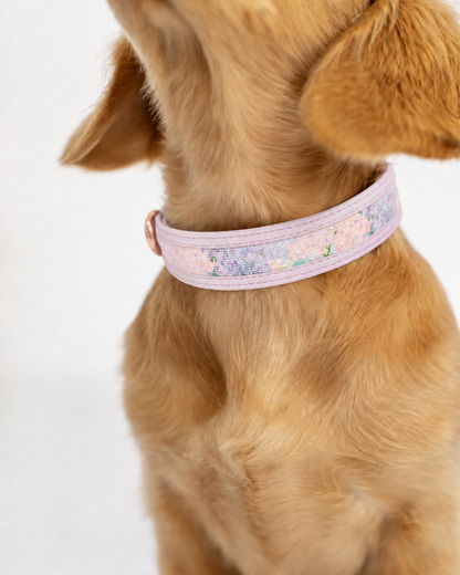 Nova Collar in Meadow