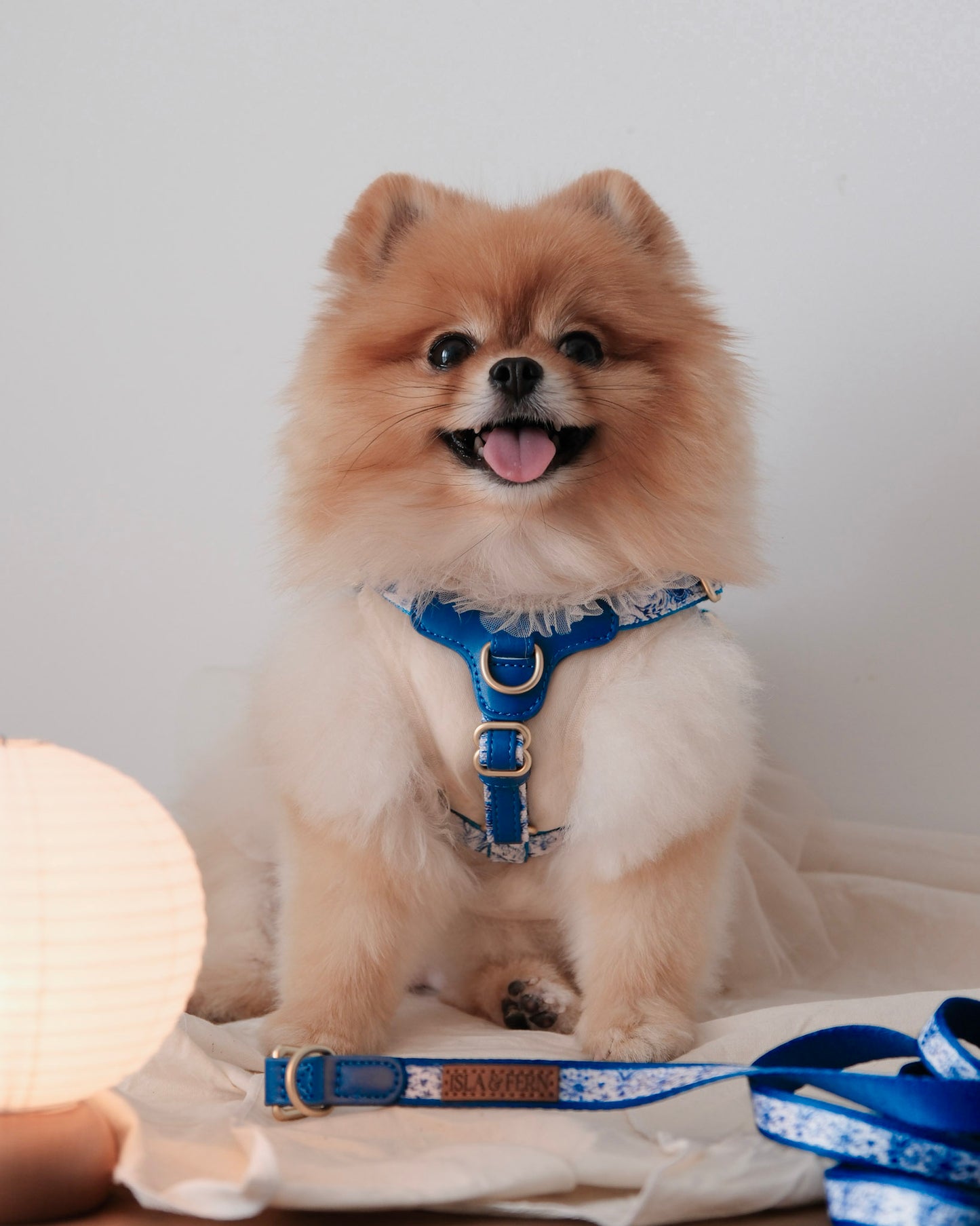 Nova Collar in Porcelain