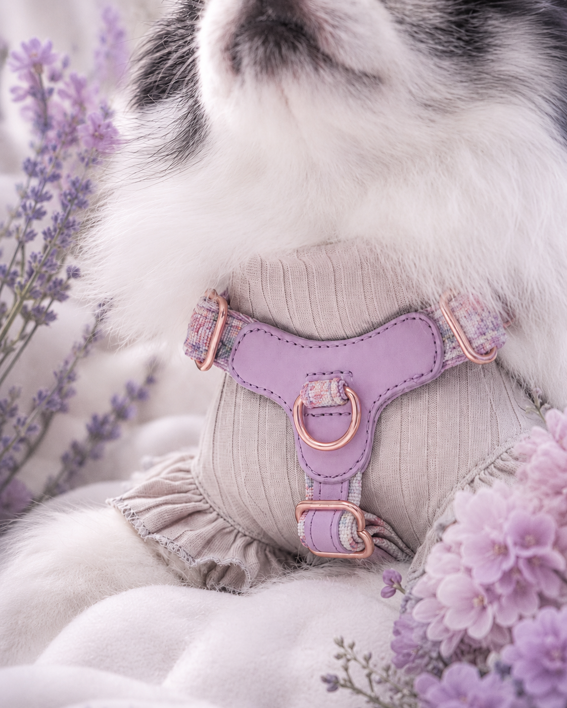 A close-up of a dog wearing a lavender ribbed harness with rose gold metal hardware.