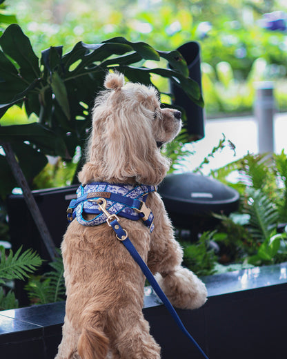 Sorella Harness in Porcelain