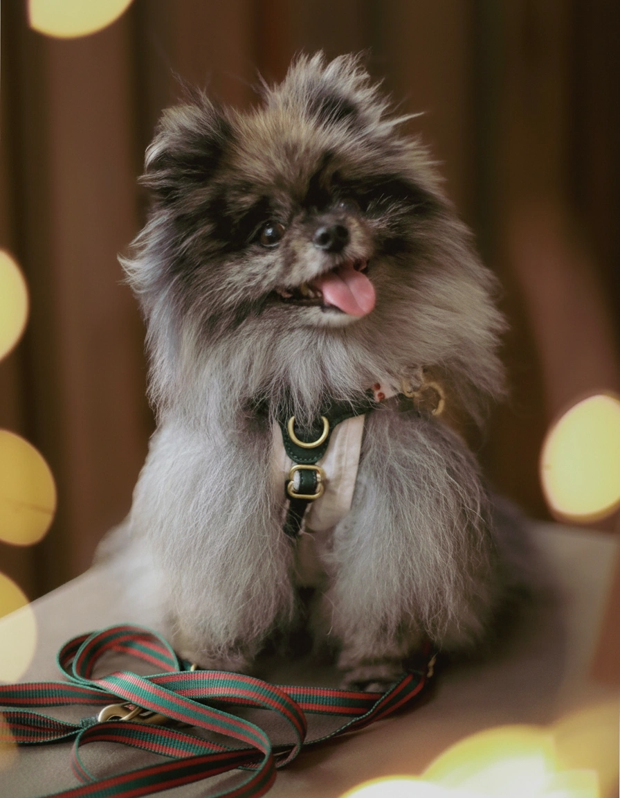 Sorella Harness in Vintage Christmas