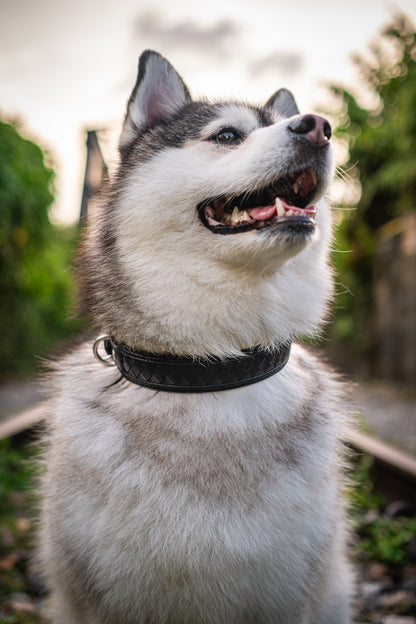 Nova Collar in Stealth