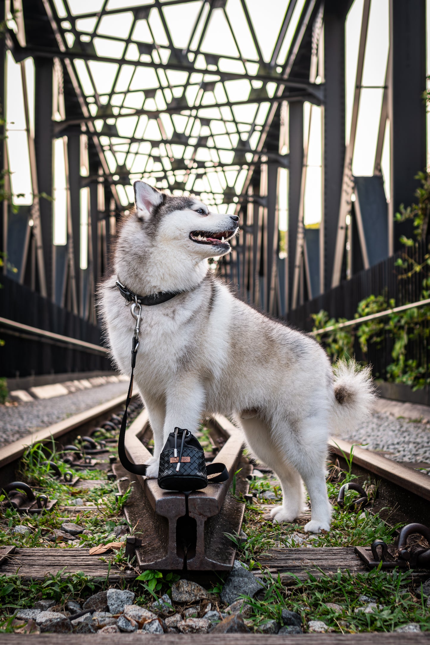 Nova Collar in Stealth