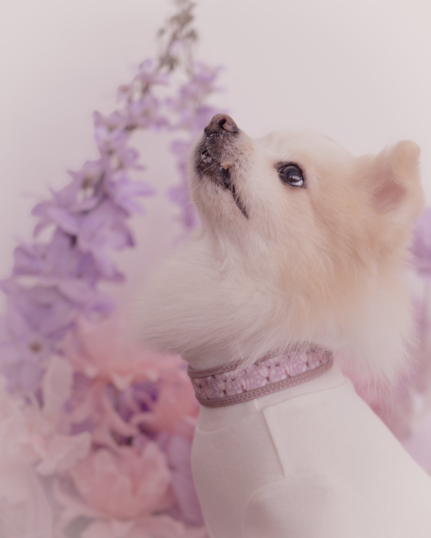 Nova Collar in Mauve