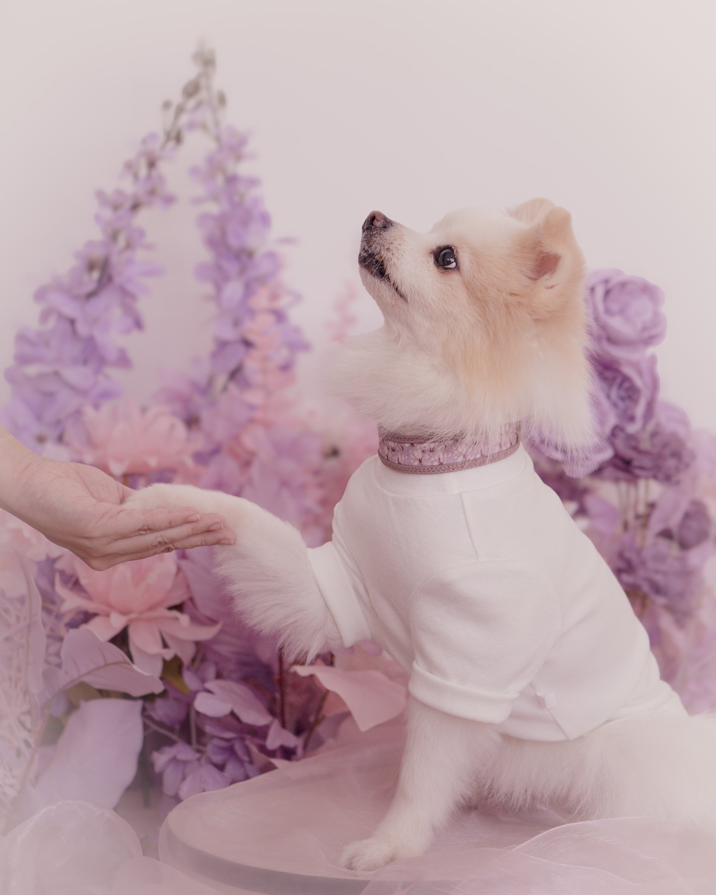 Nova Collar in Mauve